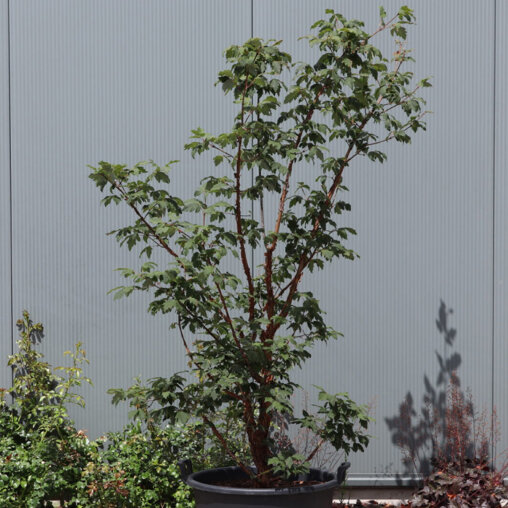 Papieresdoorn struik