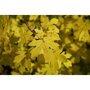Acer campestre 'Huiber's Elegant' Herfstkleur