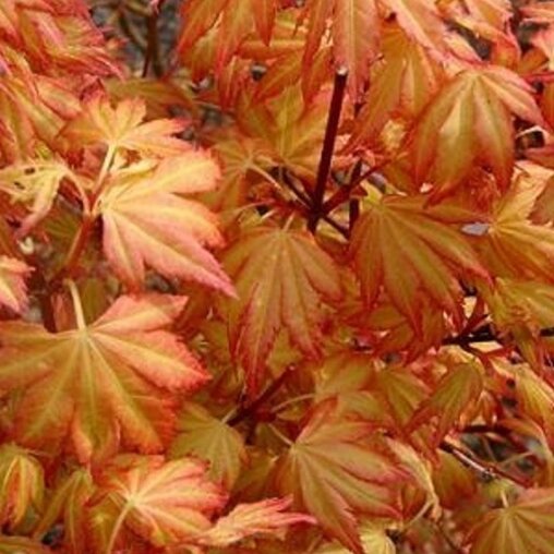 Japanse esdoorn oranje