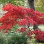 Japanse esdoorn rood