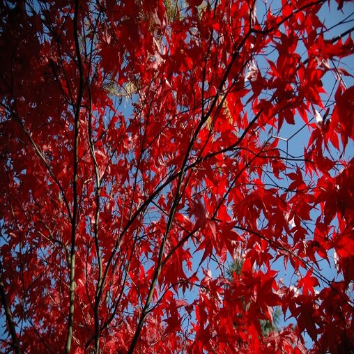 Acer palmatum 'Bloodgood'