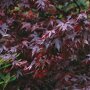 Acer palmatum 'Bloodgood'