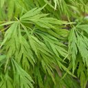 Japanse esdoorn groen