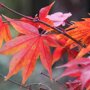 Acer palmatum 'Osakazuki'