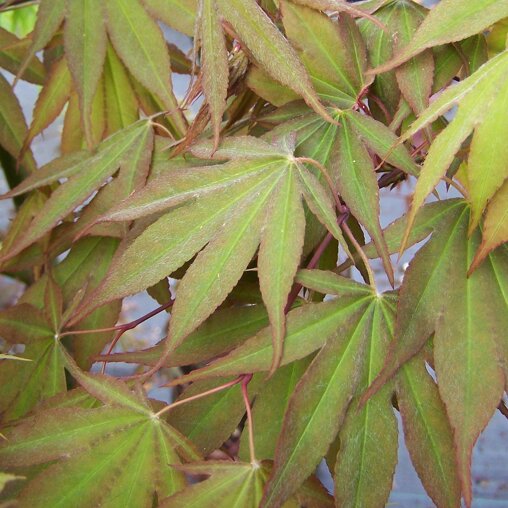 Acer palmatum 'Osakazuki'