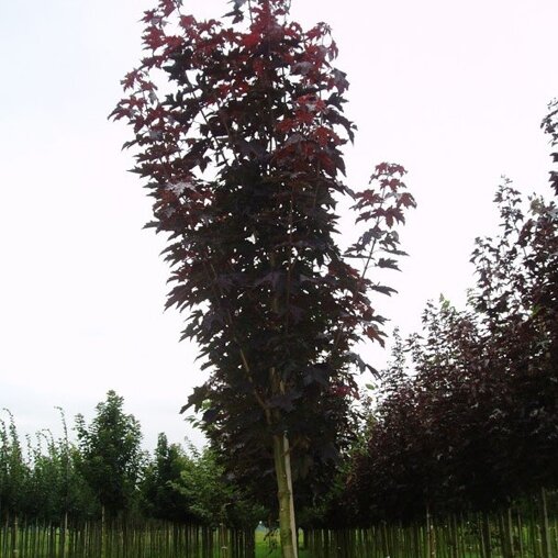 Acer platanoides 'Charles Joly'