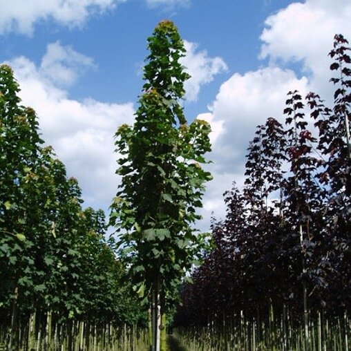 Acer platanoides 'Columnare'