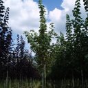 Bontbladige Noorse Esdoorn (Acer platanoides 'Drummondii')