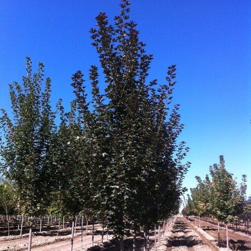 Noorse esdoorn (Acer platanoides 'Fairview')