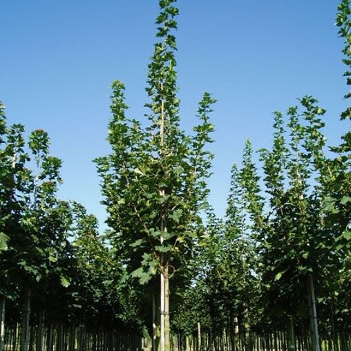 Noorse esdoorn (Acer platanoides 'Farlake's Green')