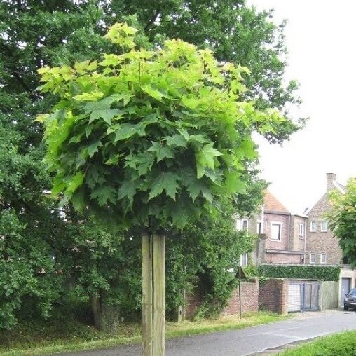 Acer platanoides 'Globosum'