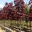 Roodbladige Noorse esdoorn (Acer platanoides 'Royal Red')