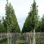 Noorse esdoorn (Acer platanoides)