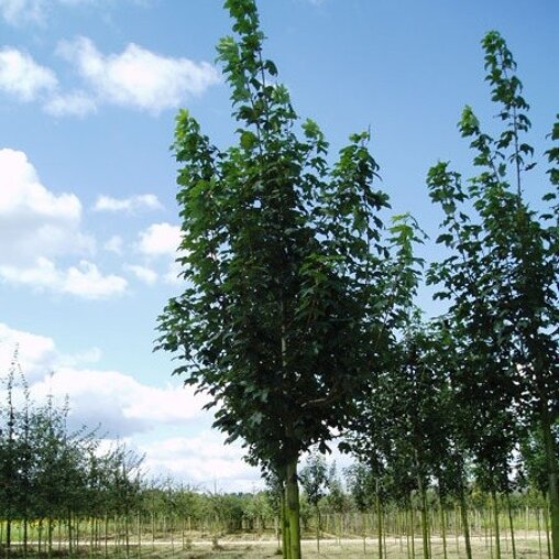 Gewone Esdoorn (Acer pseudoplatanus ‘Bruchem’)