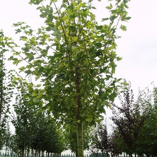 Gewone Esdoorn (Acer pseudoplatanus 'Leopoldii')