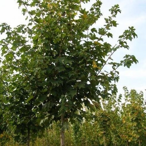 Gewone Esdoorn (Acer pseudoplatanus 'Negenia')