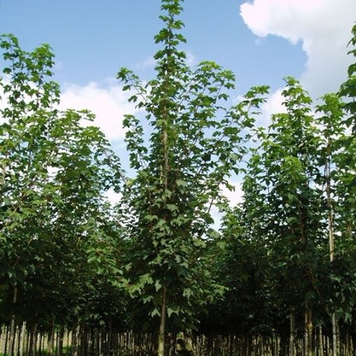 Gewone esdoorn (Acer pseudoplatanus 'Rotterdam')