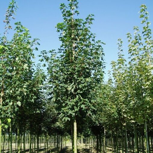 Acer pseudoplatanus