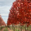 Rode esdoorn (Acer rubrum 'Autumn Flame')