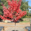 Rode esdoorn (Acer rubrum 'Fairview Flame')