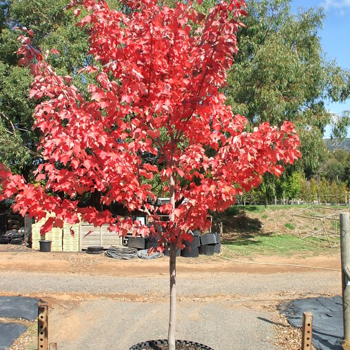 Rode esdoorn (Acer rubrum 'Fairview Flame')