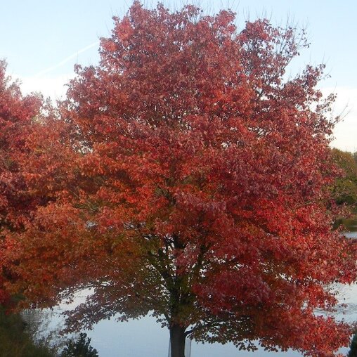 Rode esdoorn (Acer rubrum ‘Red Sunset’)