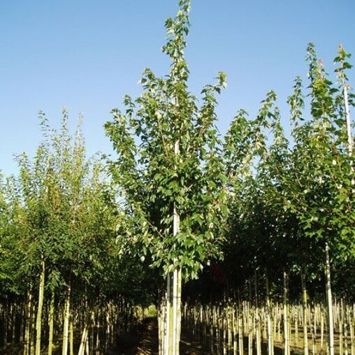 Acer rubrum 'Scanlon'