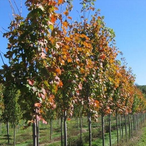 Esdoorn (Acer saccharum 'Fairview')