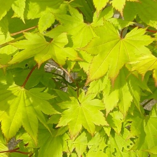 Japanse esdoorn geel