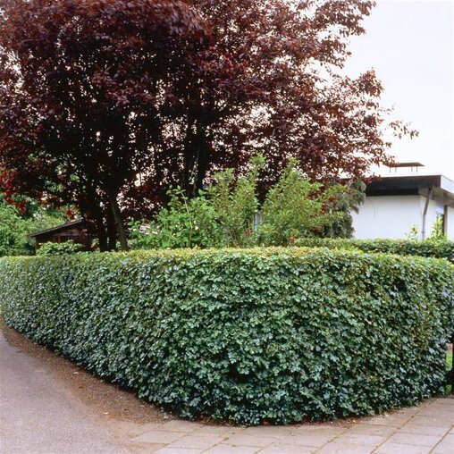 Esdoornhaag (Acer campestre)