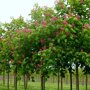 Rode paardenkastanje (Aesculus carnea 'Briotii')