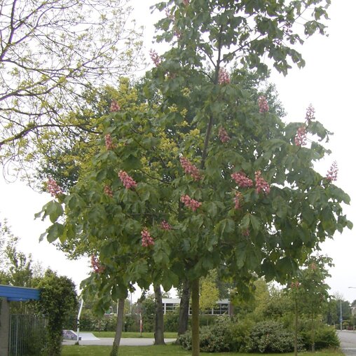 Rode paardenkastanje (Aesculus carnea)