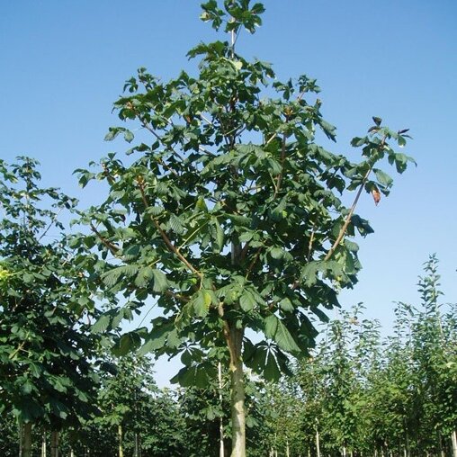 Dubbelbloemige paardenkastanje (Aesculus hippocastanum ‘Baumanii’)
