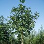 Dubbelbloemige paardenkastanje (Aesculus hippocastanum ‘Baumanii’)