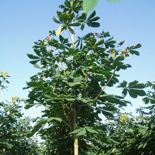 Paardenkastanje (Aesculus hippocastanum)