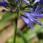 Agapanthus Blauw