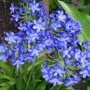 Agapanthus Blauw