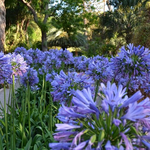 Agapanthus Blauw