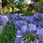 Agapanthus Blauw