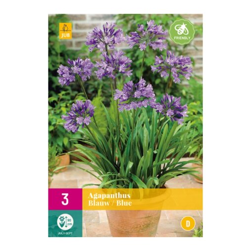 Afrikaanse leliebollen Blue (XXL zak van 3 stuks)