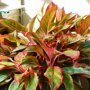 Aglaonema 'Crete' rode verkleuring