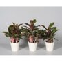 Aglaonema 'Crete'