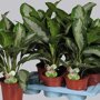 Aglaonema 'Diamond Bay'