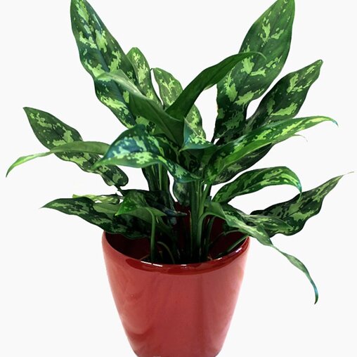 Aglaonema 'Maria'