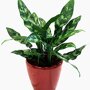 Aglaonema 'Maria'