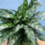 Aglaonema 'Maria'