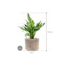 Aglaonema 'Miss Julliete' in Terra Cotta afmeting