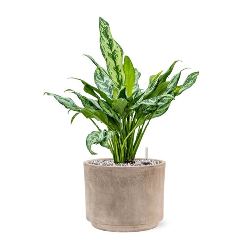 Aglaonema 'Miss Julliete' in Terra Cotta