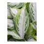 Aglaonema 'Silver Bay' in Amora bladeren