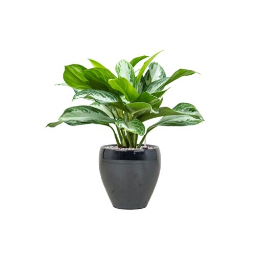 Aglaonema 'Silver Bay' in Amora